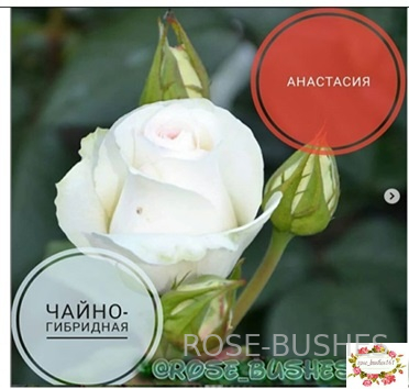 ��������� Anastasia (��) ���� ������ 